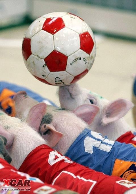 小猪 德国世界杯